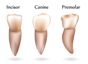teeth