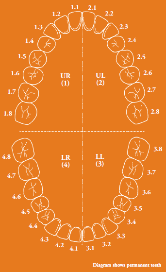 teeth_by_numbers